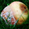 Image de mapomm