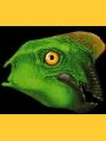 Image de oviraptor