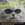 Vignette de Tom Paxton - Will the turtle be unbroken