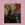 Vignette de Fernand Gignac - Roses blanches de Corfou