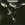Vignette de Pavlov's Dog - She came shining