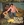 Vignette de Richard Anthony - Fiche le camp Jack
