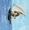 Vignette de Trio Rapsody, Le - Gainsbide